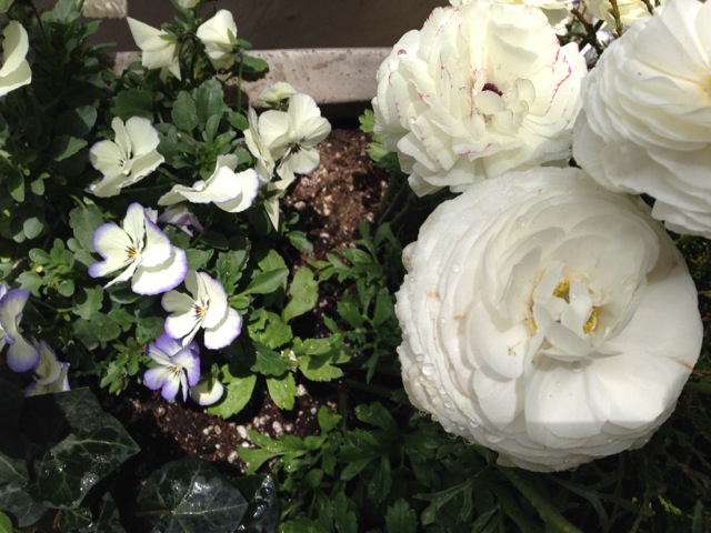White ranunculus and pansies