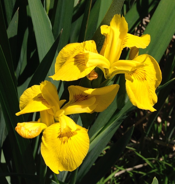 Yellow Japanese Irises