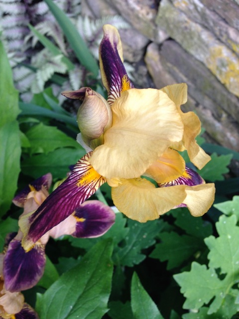 Gold and Purple Iris
