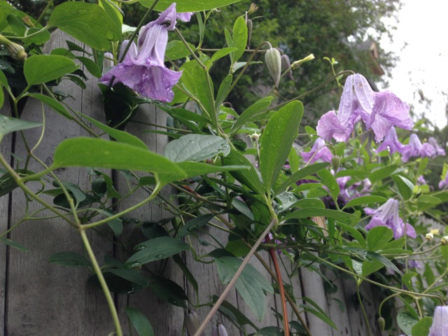 Purple trumpet flowers