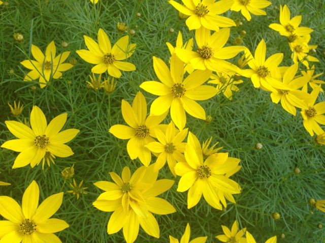 yellow cosmos