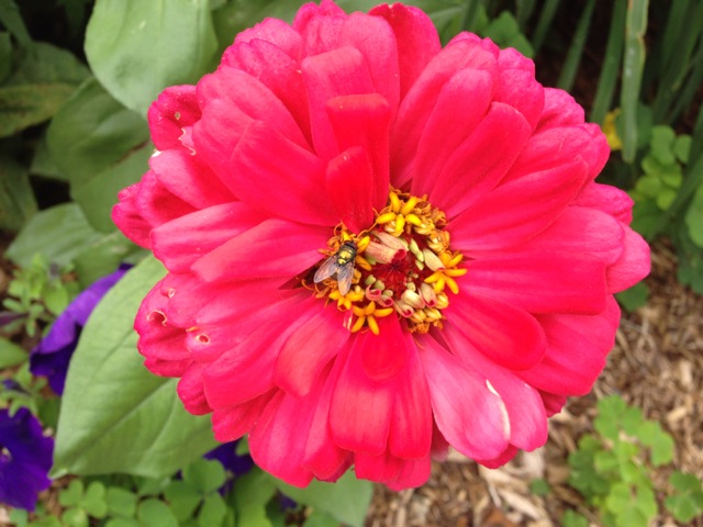 Red Zinnia