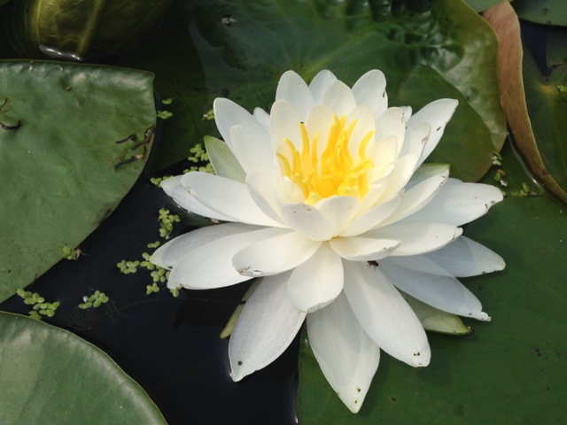 Water Lily