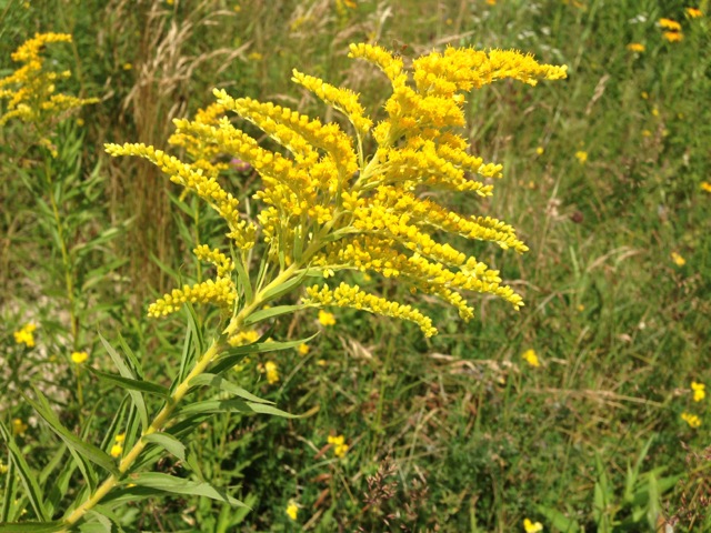 blooming goldenrod