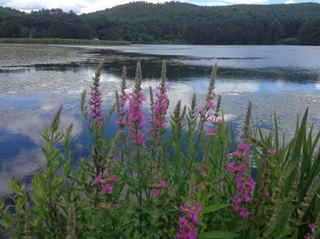 Vermont Pond with loosestrife