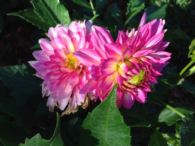 Twin Pink Dahlias