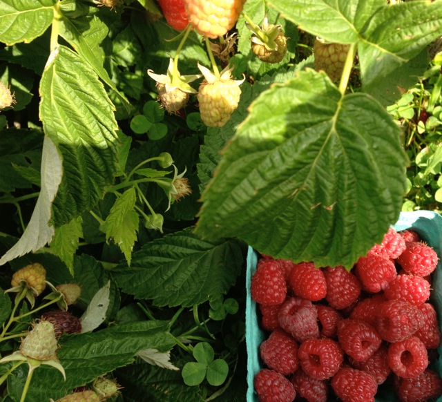 raspberry bush and pint