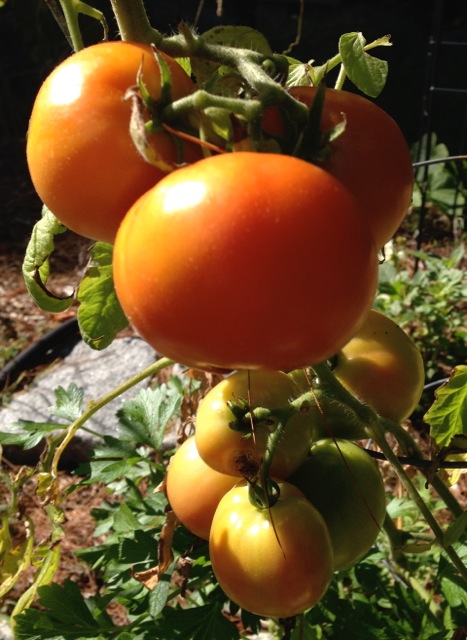 tomatoes on the vine