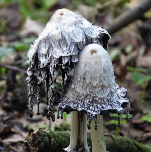 38a42f1b11b531fa3f2fb040a792f687