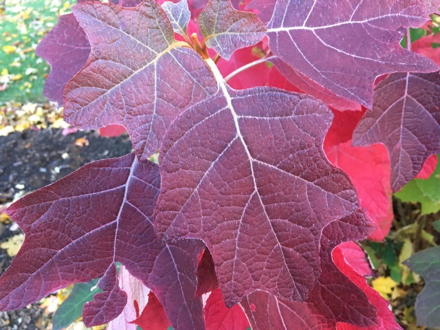 red oak leaf hydrangea leaves