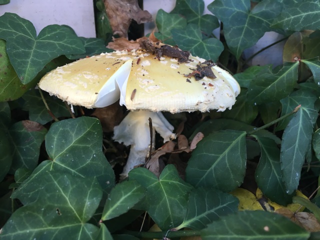 Mushroom sprouting in ivy