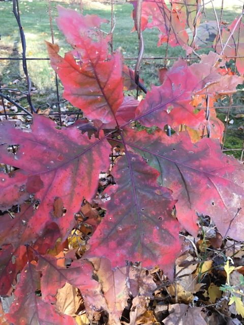 Oak leaves with red at the edges