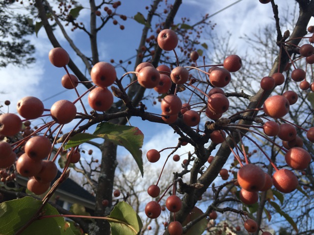 Cherries on a tree