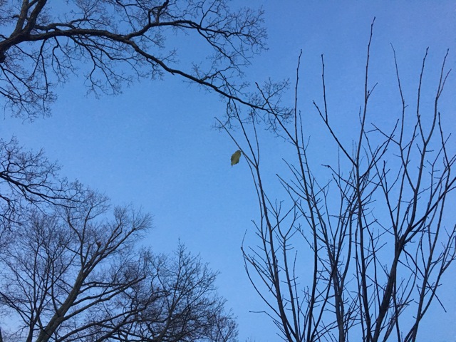 Last dogwood leaf hanging on one of three bare trees