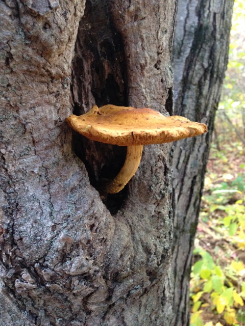 Mushroom growing from Tree knoll