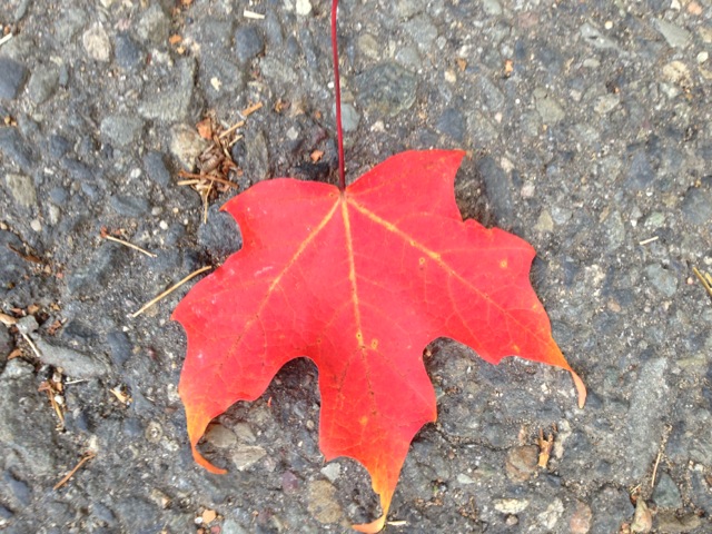 Red Leaf, tips curled, as if remembering