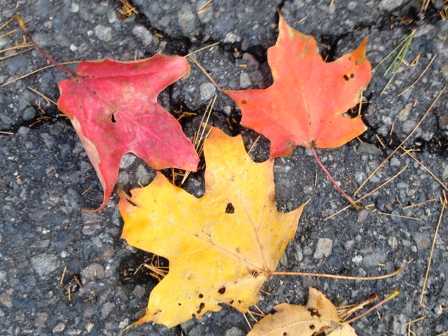 Three Maple Leaves