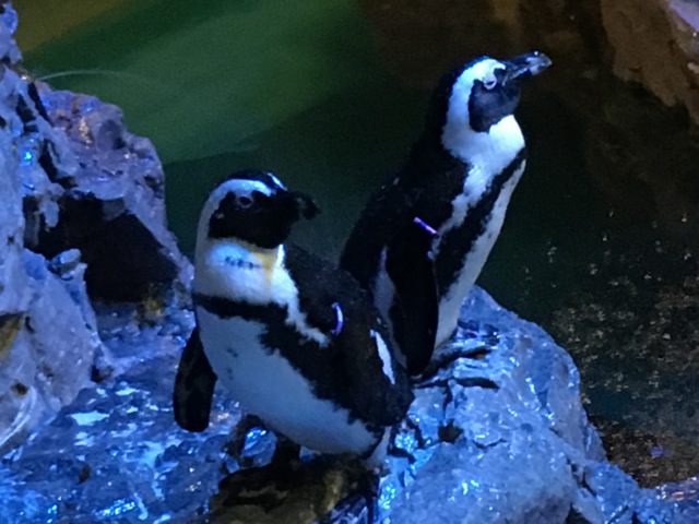 Penguins at New England Aquarium