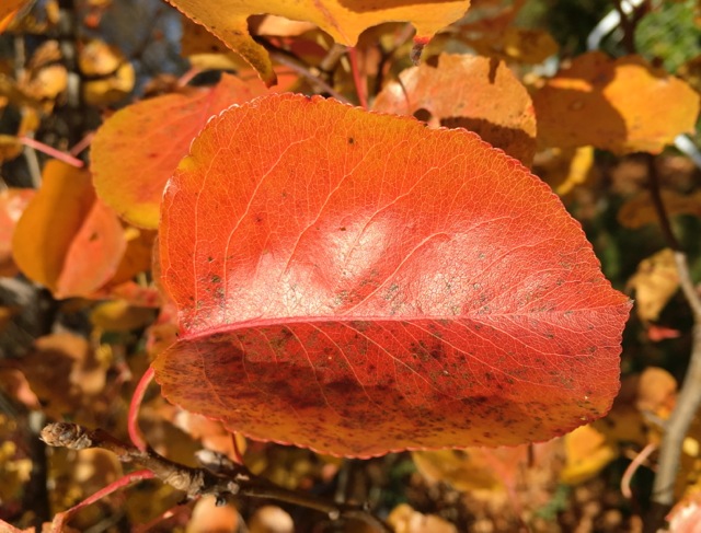 Red-Orange Pear leaf with golden leaves in background