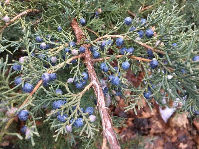 Blue Juniper berries