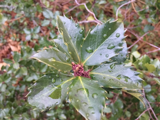 Six holly leaves surrounding a pink stem