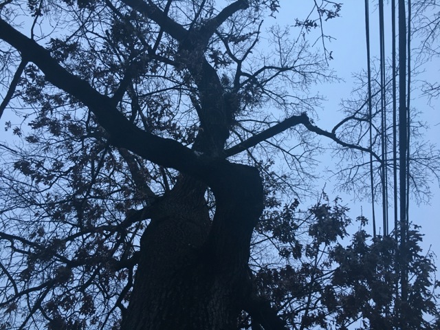 Thick oak in winter, trees brown and curled, with power lines running alongside, and the twisted trunk makes an eye