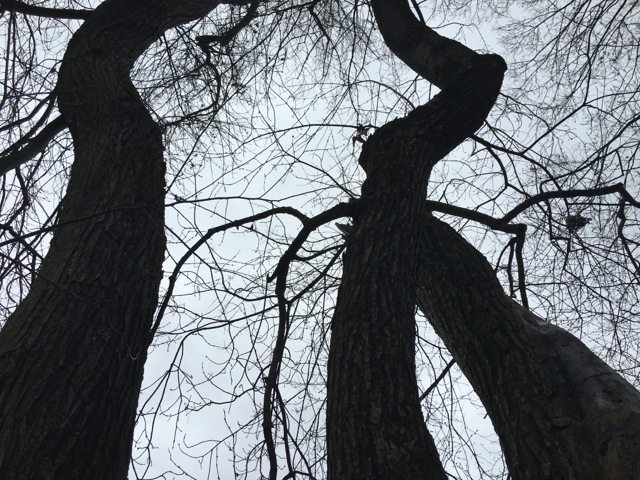 tall bare trees against a gray, winter sky