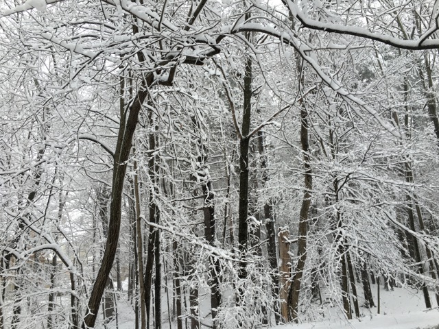 Snow covered trees, including one bent and twisted