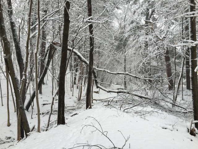 Broken tree bent in half and blocking snowy, forest path