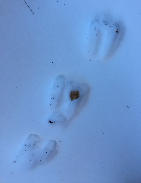 Rabbit tracks on blue snow