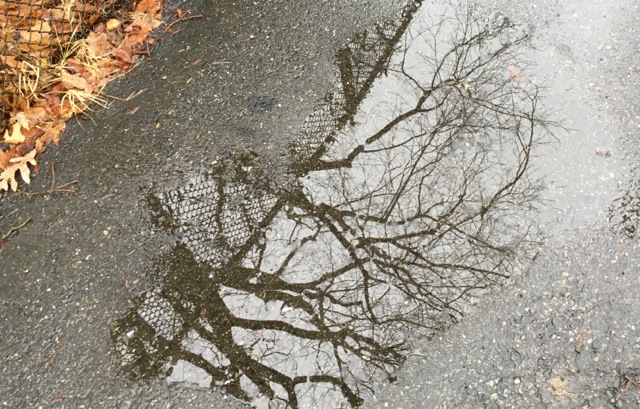 Puddle on a sidewalk reflecting trees and a chain link fence