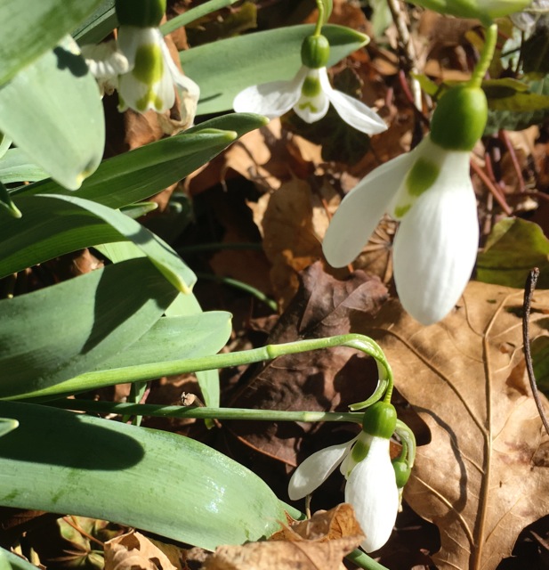 White, bell-like snowdrops