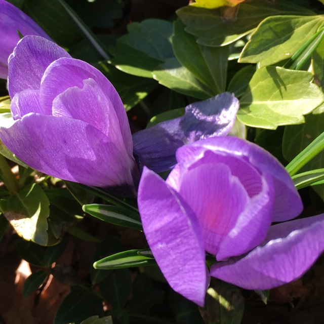 purple crocus shining in sun