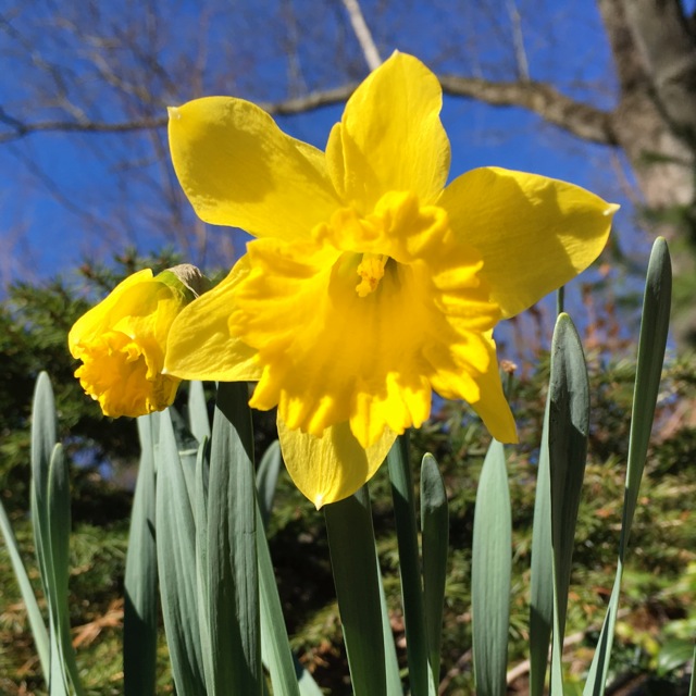 Daffodils with blue sky