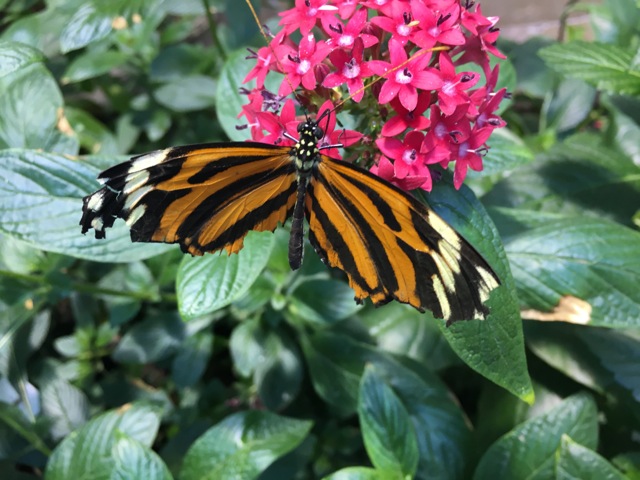 Tiger Striped Longwing Heliconius ismenius