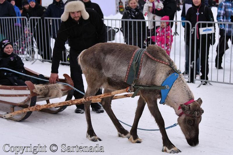 Finland Reindeer rides by Sartenada