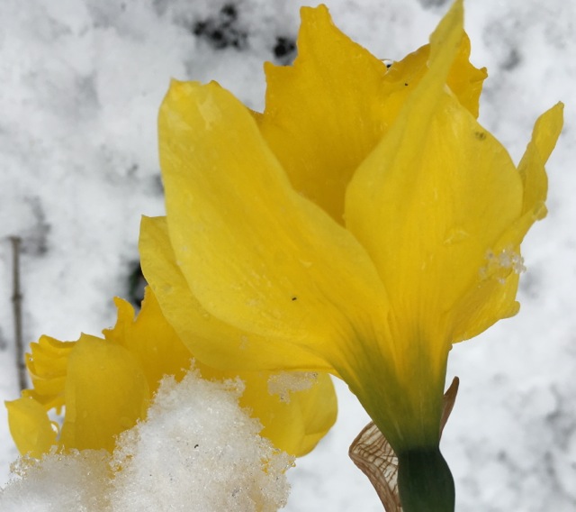 Yellow Daffodil in snow