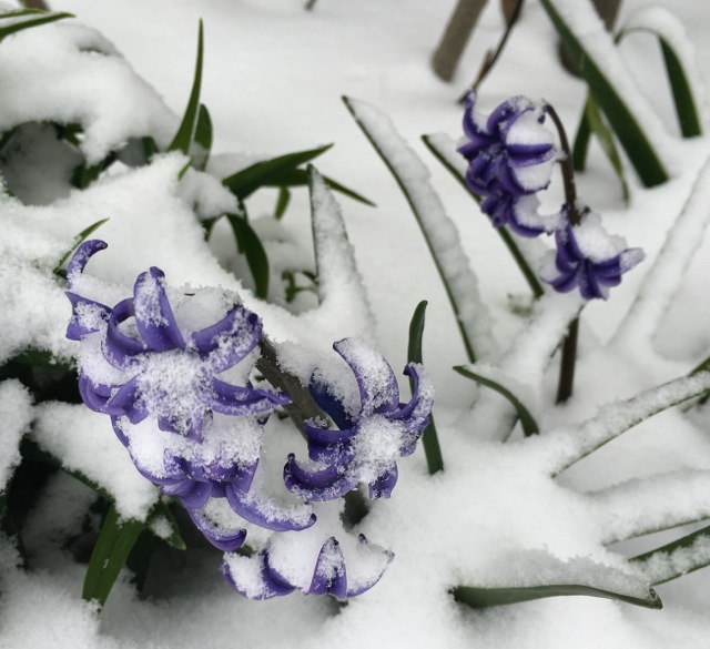 Purple Hyacinth crushed by snow