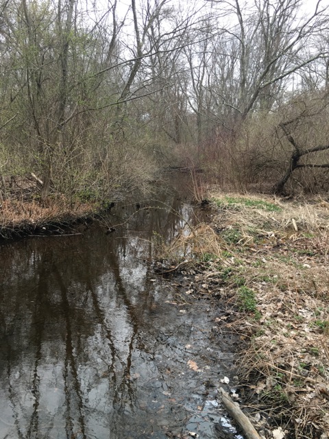 Creekbed and bare trees with a smidge of green