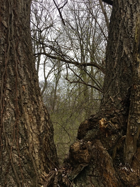 Spring woods through the framing of a divided tree