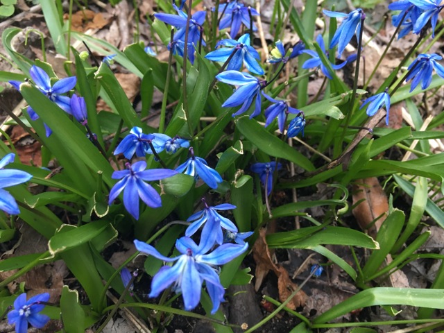 Blue scilla flowers