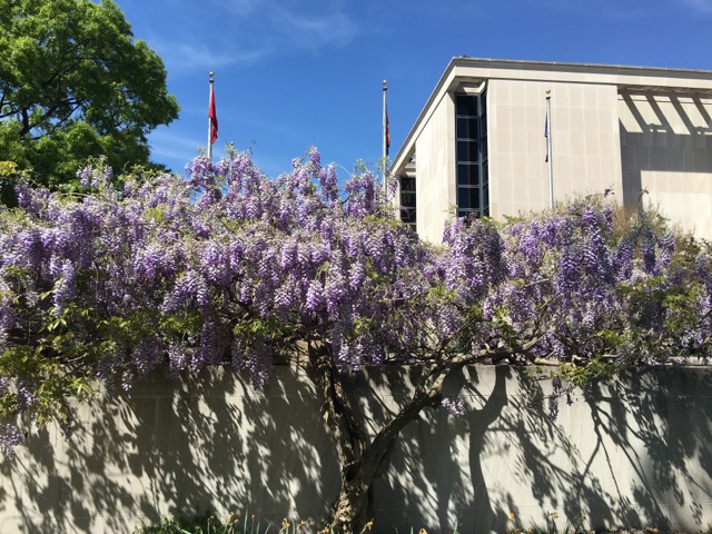Wisteria in bloom outside the Museum of American History