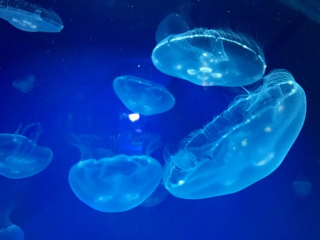 Moon jelly fish Aurelia Aurita
