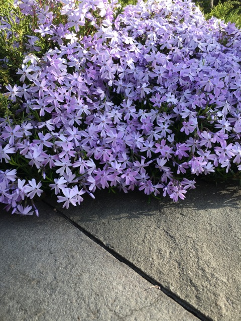 Purple Creeping Phlox on sidewalk