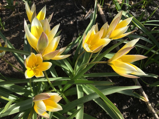 Yellow tulips with pointy petals