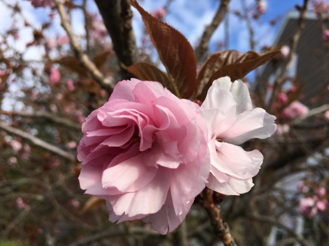 Thickly petaled cherry blooms