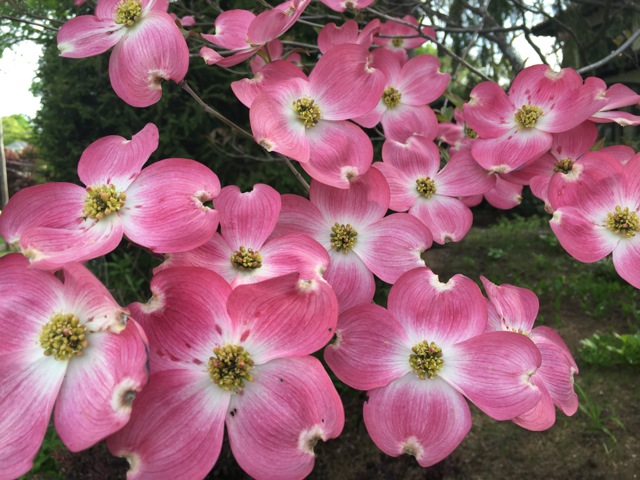 Pink Dogwood blooms, 4 petals each