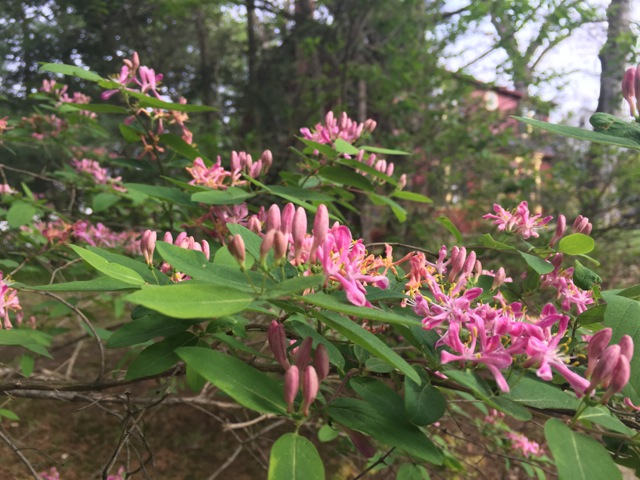 Pink Honeysuckle blooming