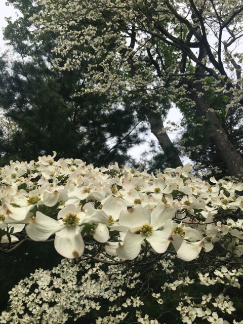 Dogwood blooms, near and far