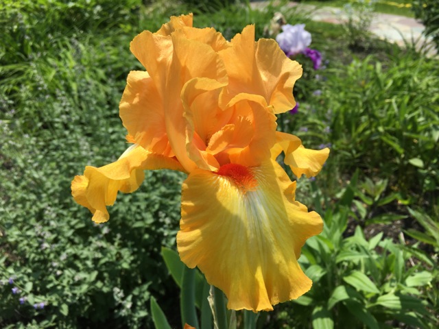 Yellow-Orange Iris
